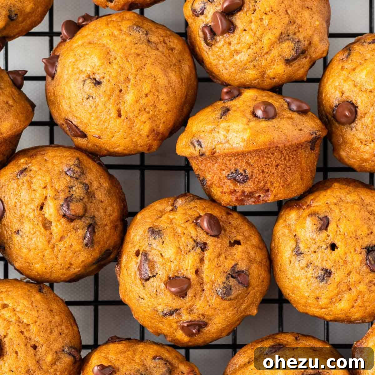 A close-up shot of golden-brown pumpkin mini chocolate chip muffins resting on a wire cooling rack, ready to be enjoyed.