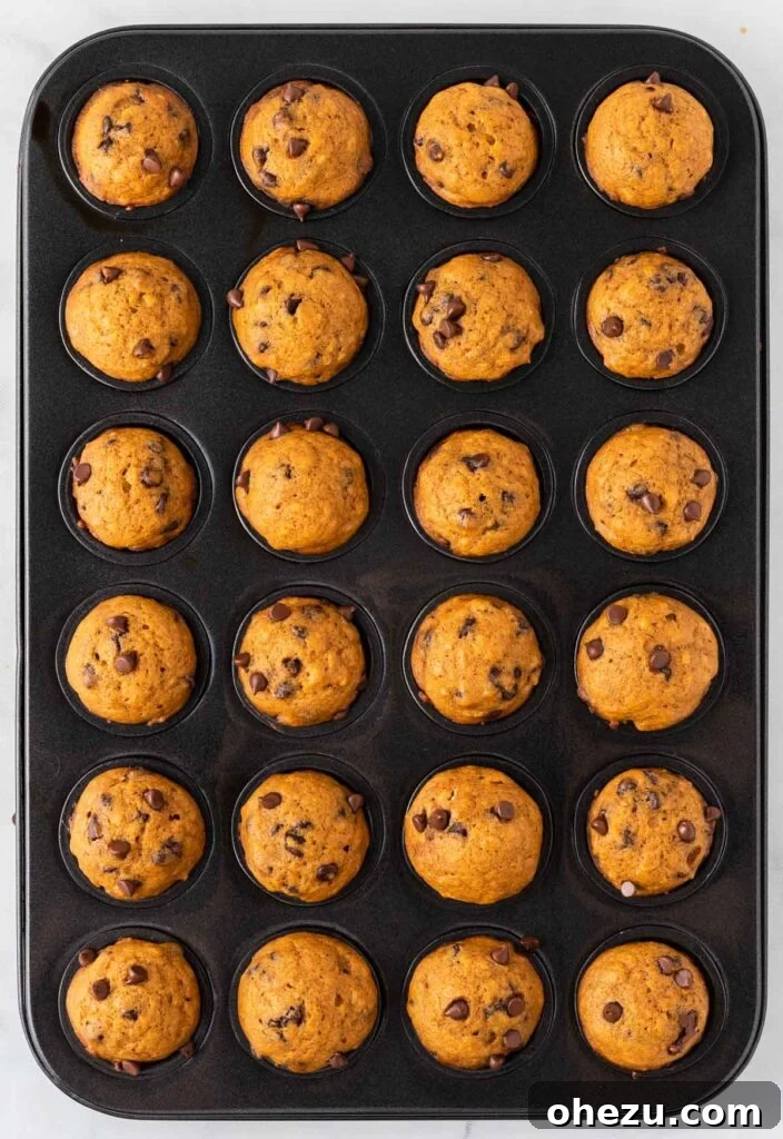 Freshly baked, golden-brown pumpkin mini muffins sitting in the muffin tin, just out of the oven and looking delicious.