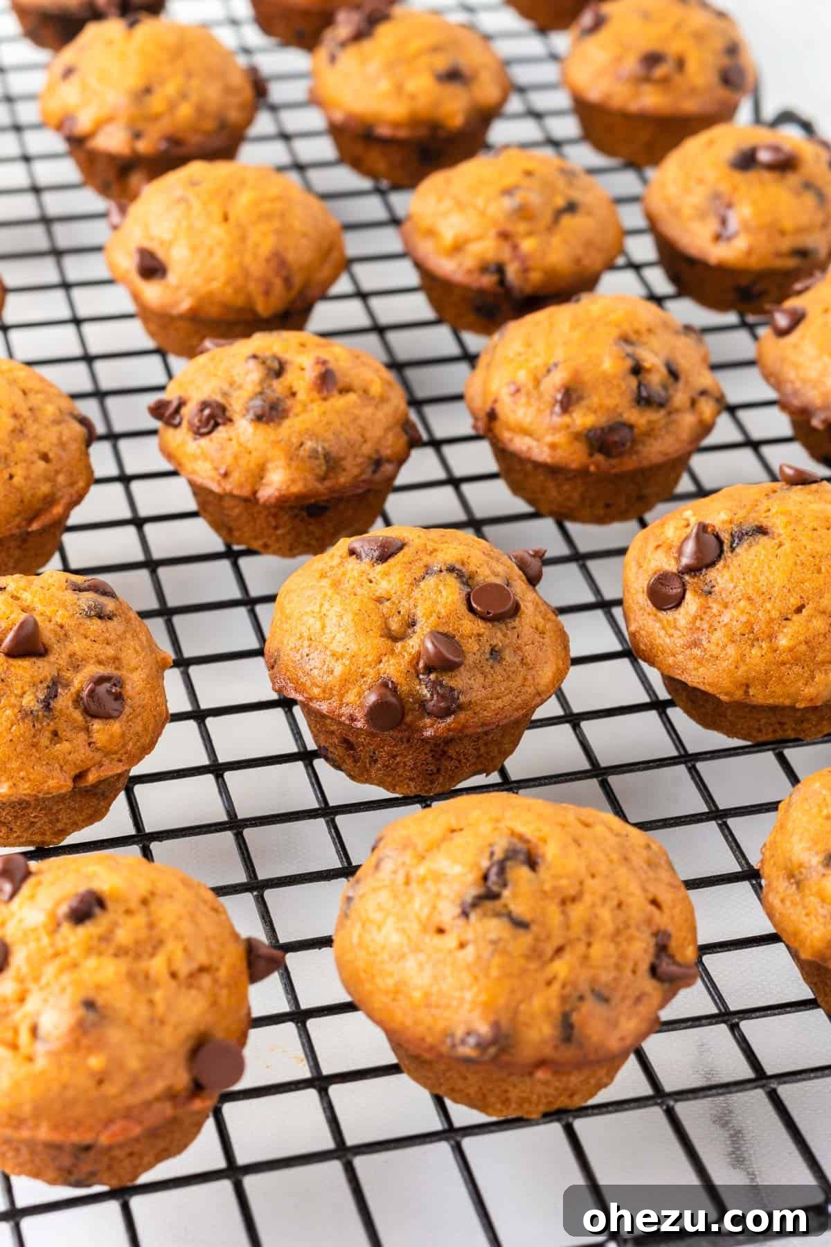 A generous assortment of baked pumpkin muffins cooling gracefully on a wire rack, ready for plating.
